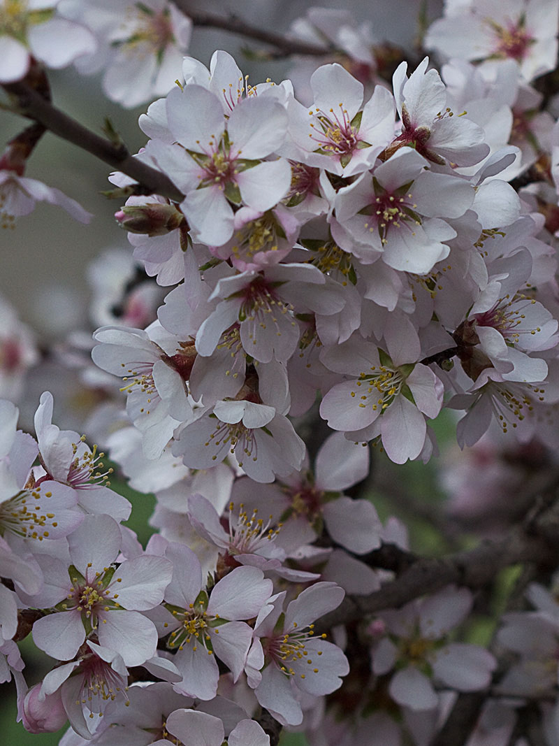 Flor del Almendro (Prunus amygdalus)