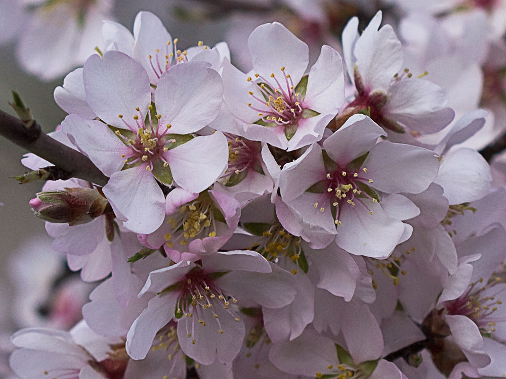 Flor del Almendro (Prunus amygdalus)