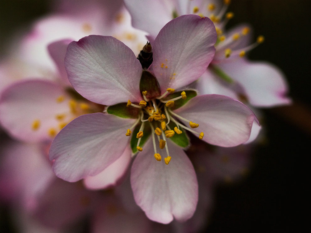 Flor del Almendro (Prunus amygdalus)