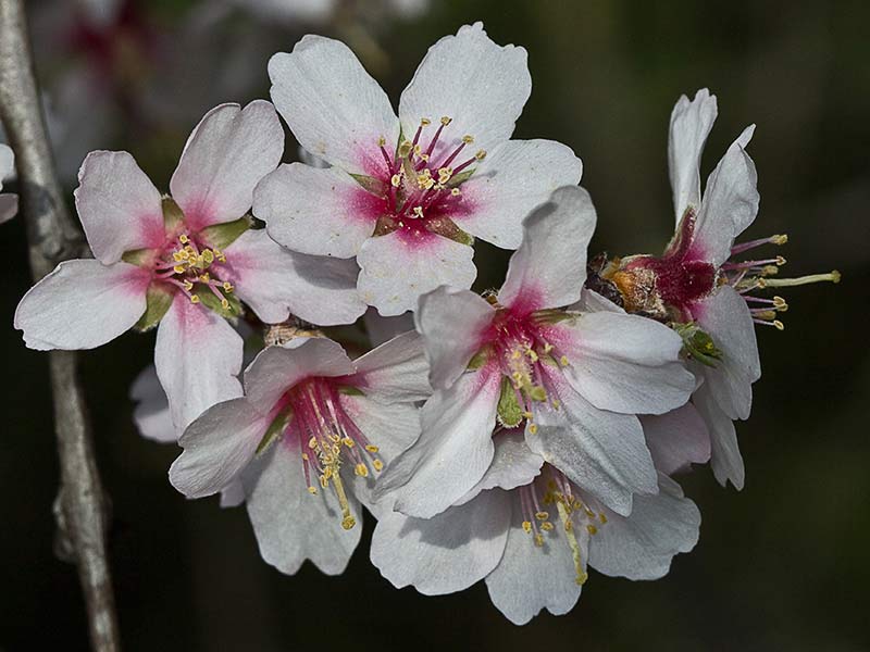Flor del Almendro (Prunus amygdalus)