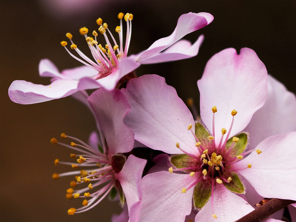 Flor del Almendro (Prunus amygdalus)