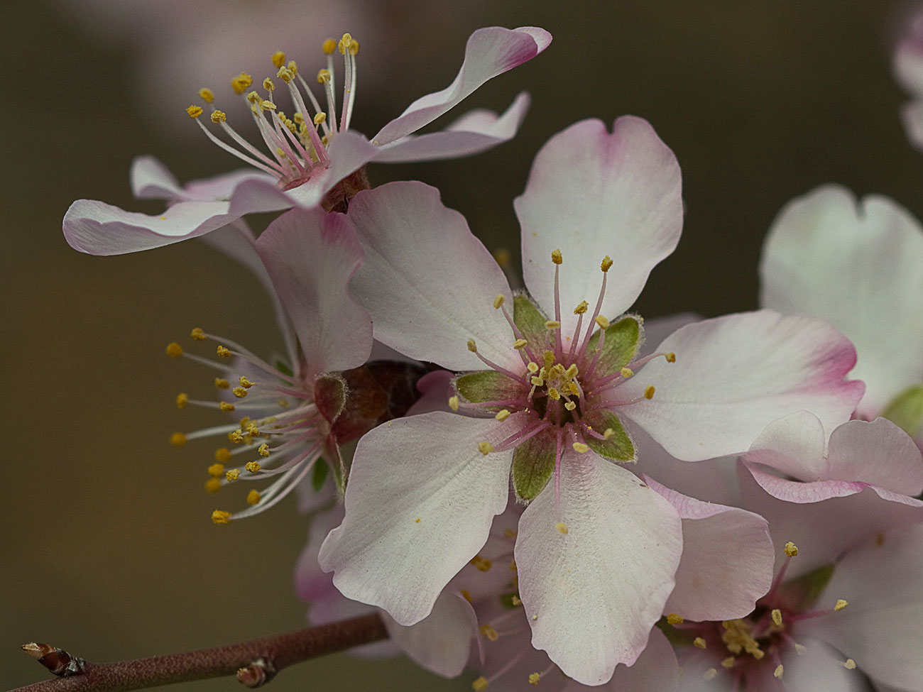 Flor del Almendro (Prunus amygdalus)