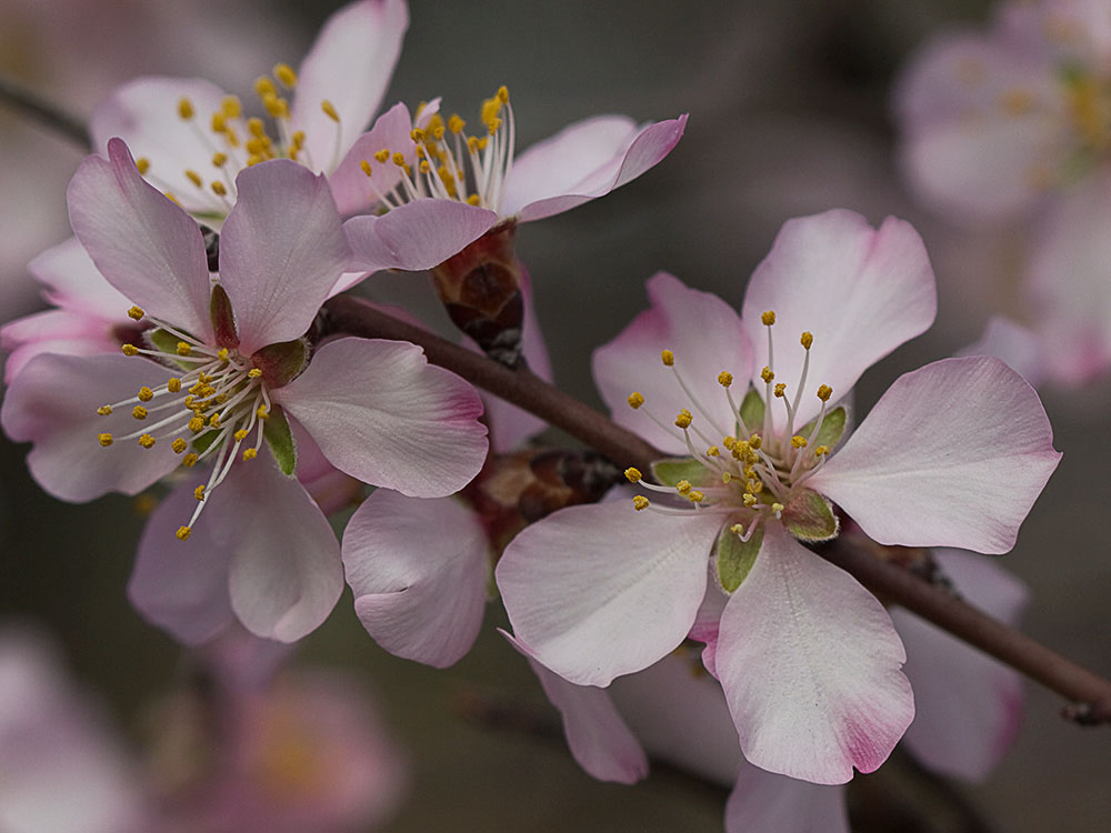 Flor del Almendro (Prunus amygdalus)