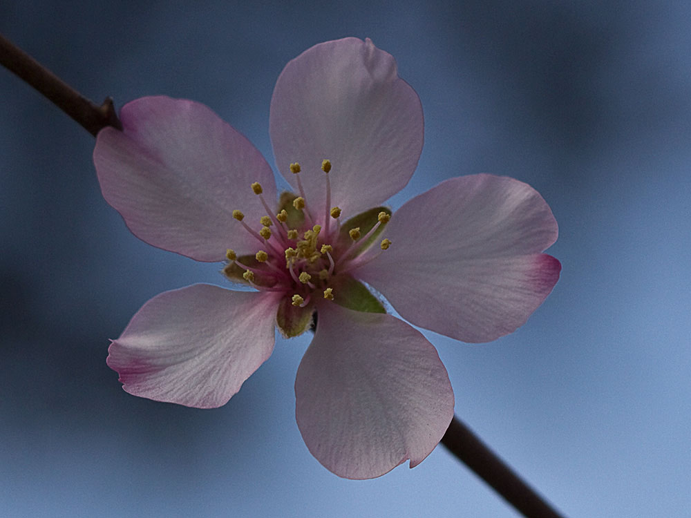 Flor del Almendro (Prunus amygdalus)