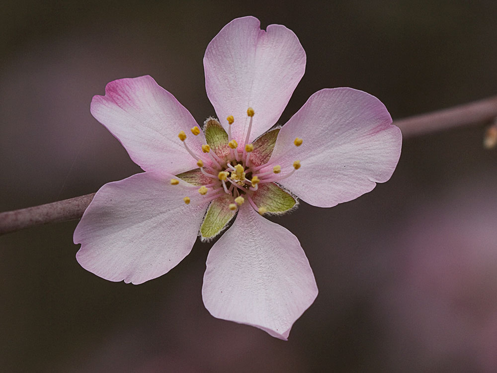 Flor del Almendro (Prunus amygdalus)