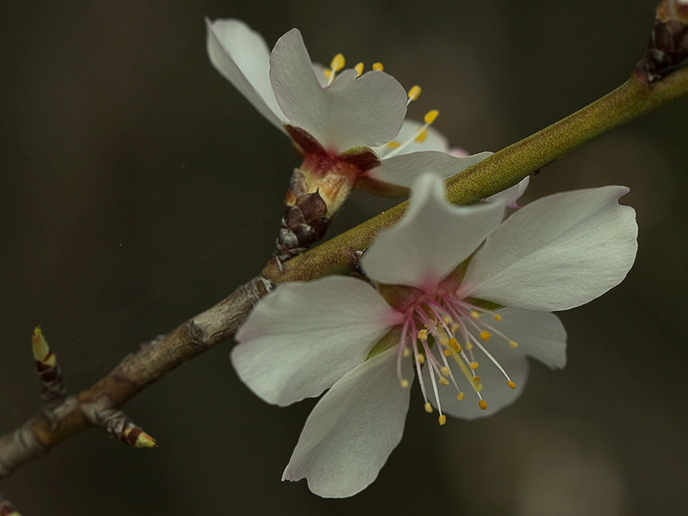 Flor del Almendro (Prunus amygdalus)
