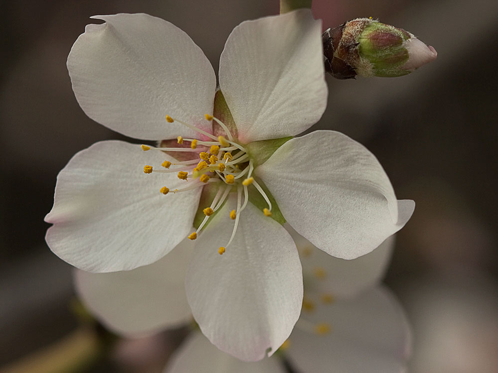 Flor del Almendro (Prunus amygdalus)