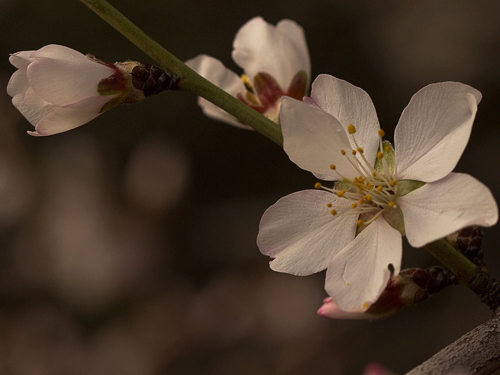 Flor del Almendro (Prunus amygdalus)