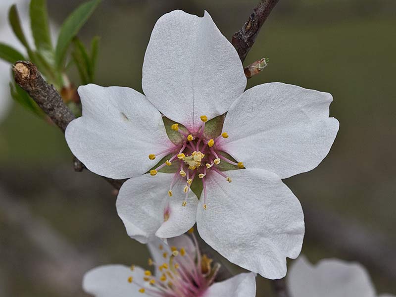 Flor del Almendro (Prunus amygdalus)