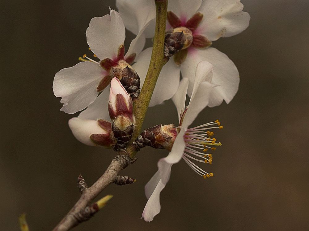 Flor del Almendro (Prunus amygdalus)