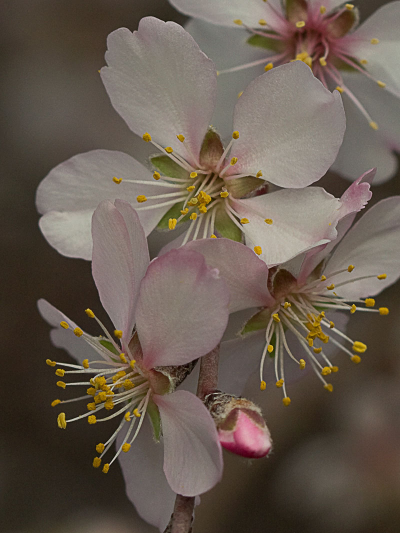Flor del Almendro (Prunus amygdalus)