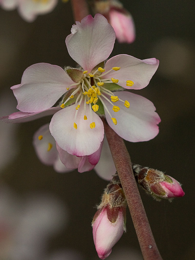 Flor del Almendro (Prunus amygdalus)