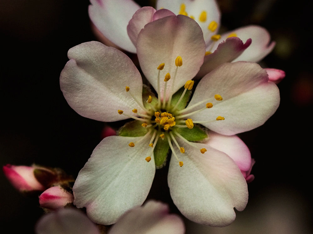 Flor del Almendro (Prunus amygdalus)