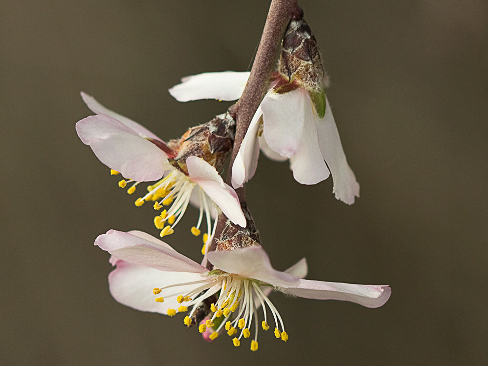 Flor del Almendro (Prunus amygdalus)