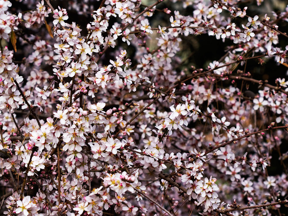 Flor del Almendro (Prunus amygdalus)
