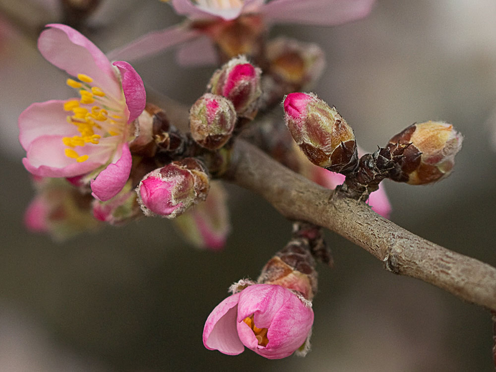 Flor del Almendro (Prunus amygdalus)