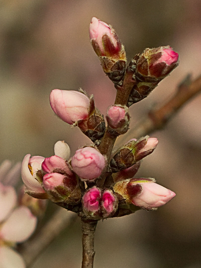 Flor del Almendro (Prunus amygdalus)