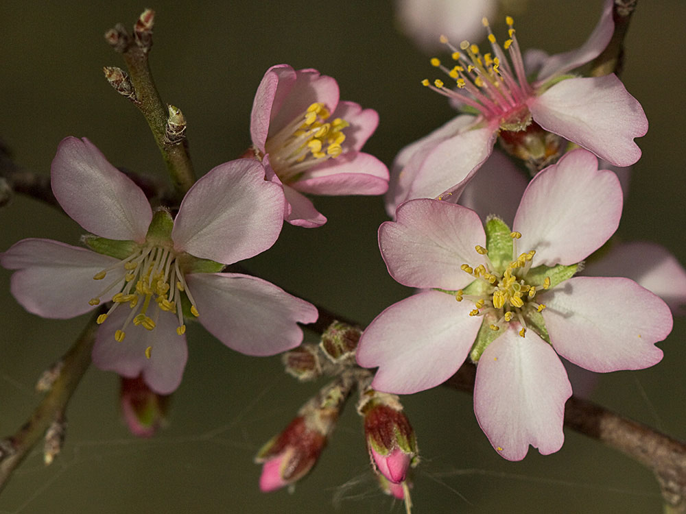 Flor del Almendro (Prunus amygdalus)