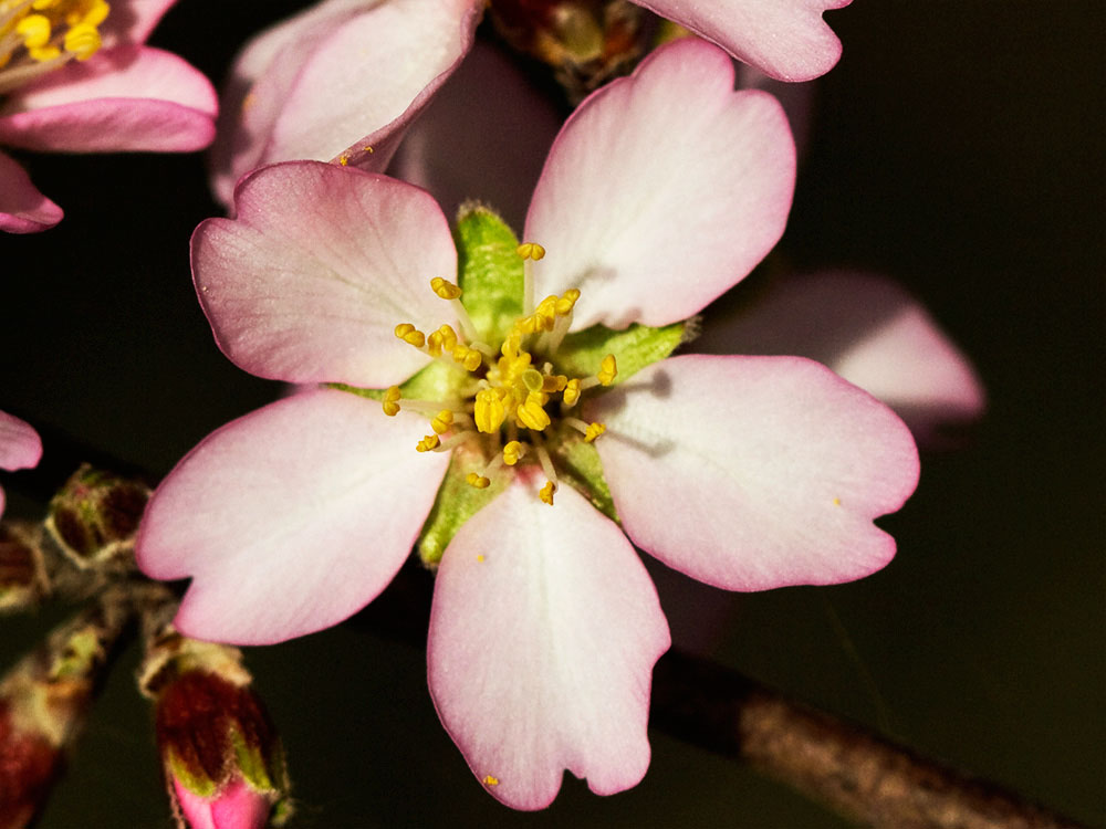 Flor del Almendro (Prunus amygdalus)