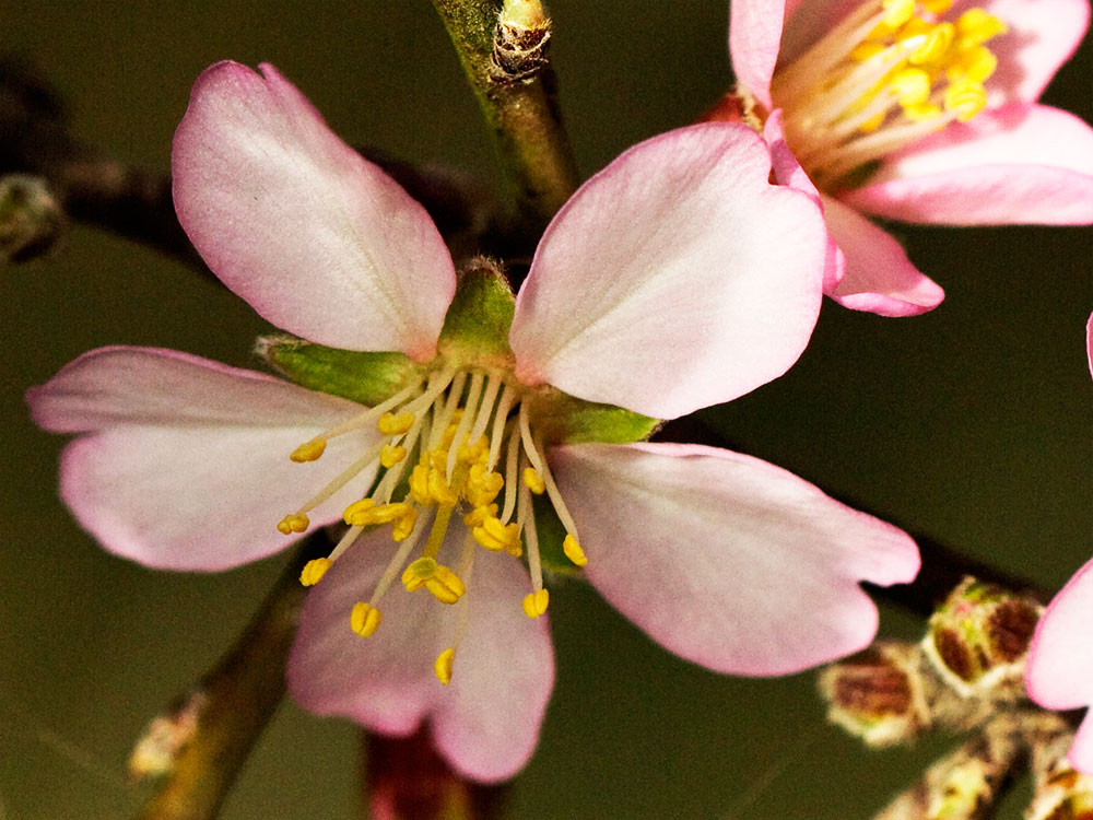 Flor del Almendro (Prunus amygdalus)