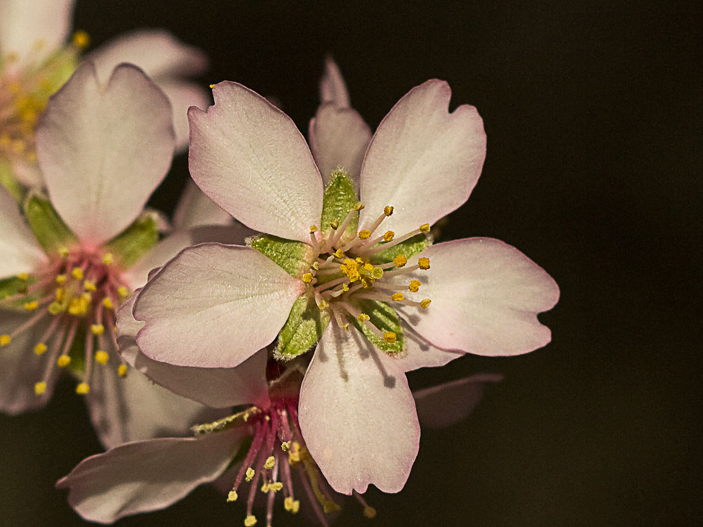 Flor del Almendro (Prunus amygdalus)