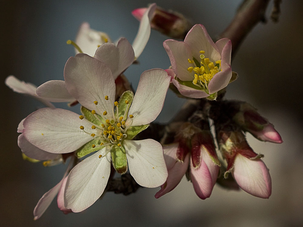 Flor del Almendro (Prunus amygdalus)