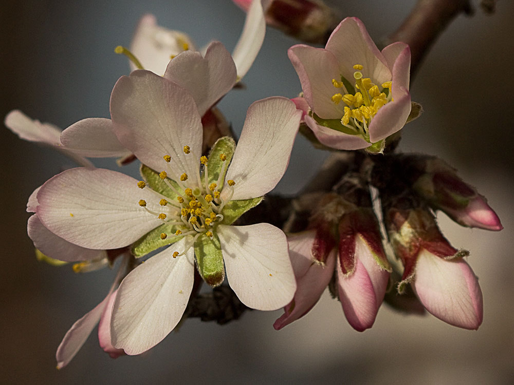 Flor del Almendro (Prunus amygdalus)