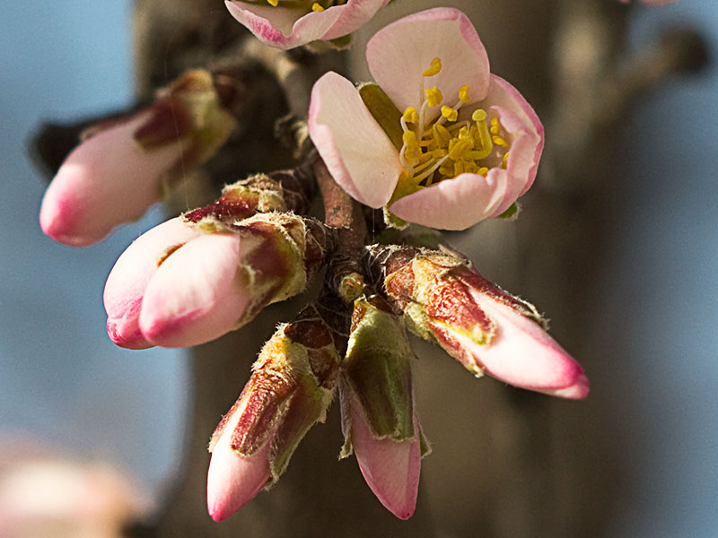Flor del Almendro (Prunus amygdalus)