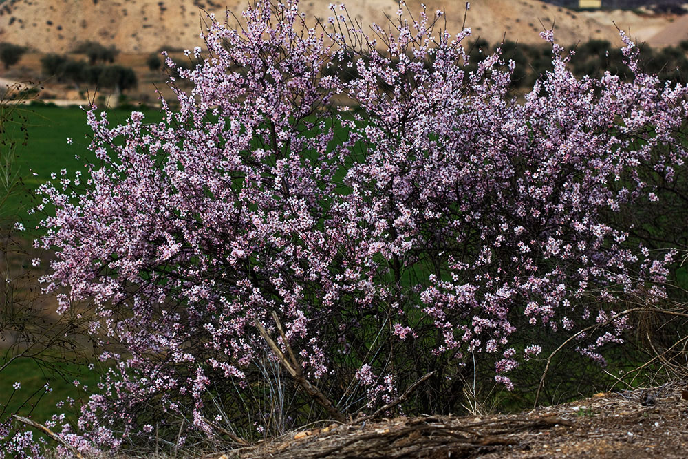 Flor del Almendro (Prunus amygdalus)