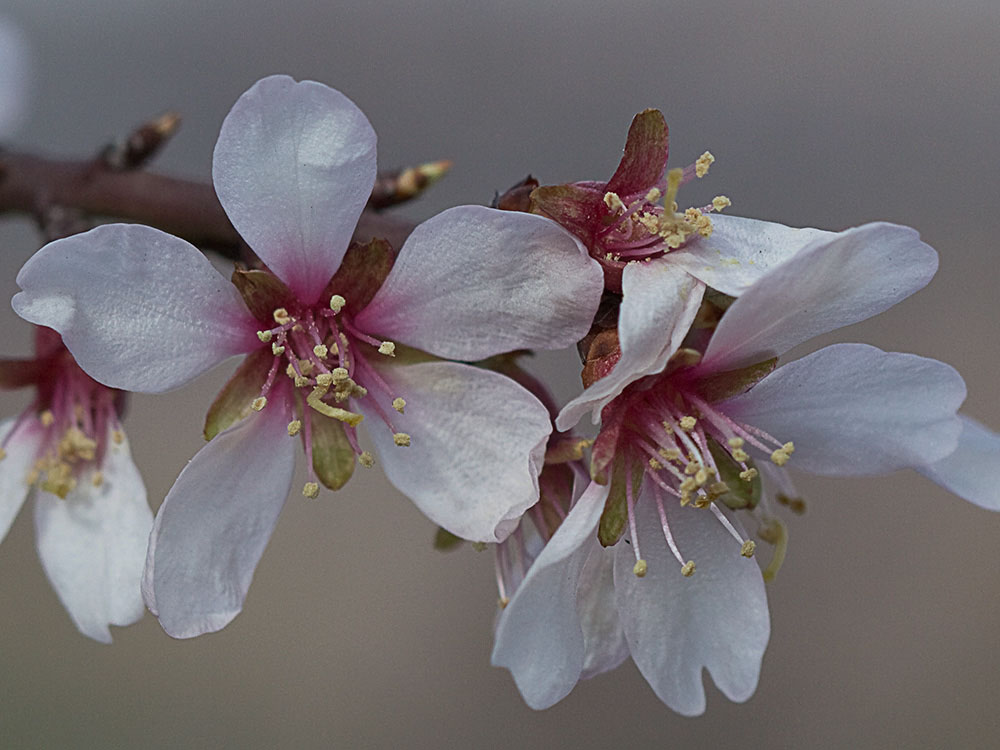 Flor del Almendro (Prunus amygdalus)
