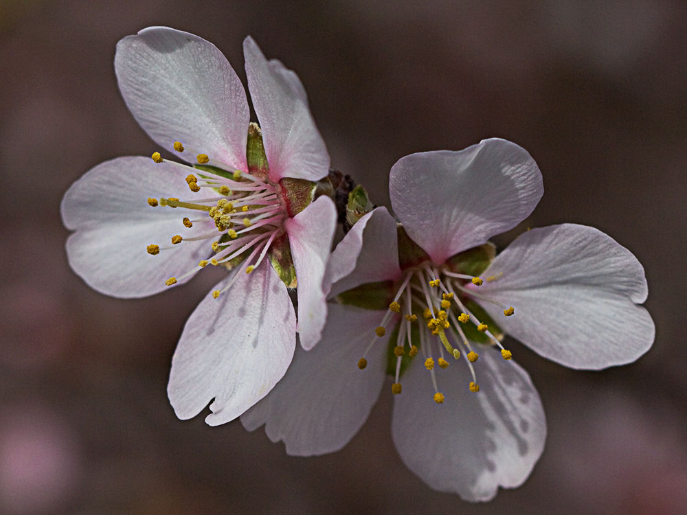 Flor del Almendro (Prunus amygdalus)