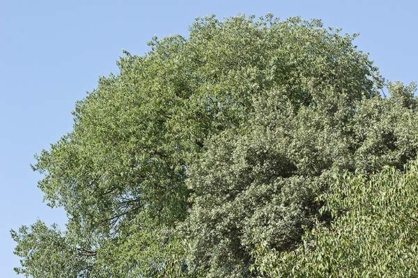 Almez (Celtis australis)