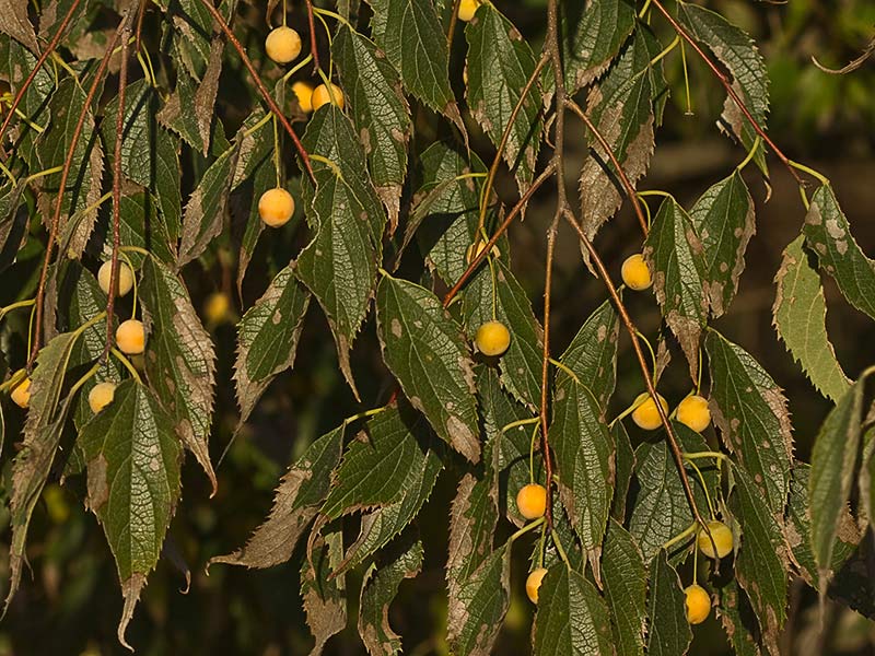 Almez (Celtis australis)