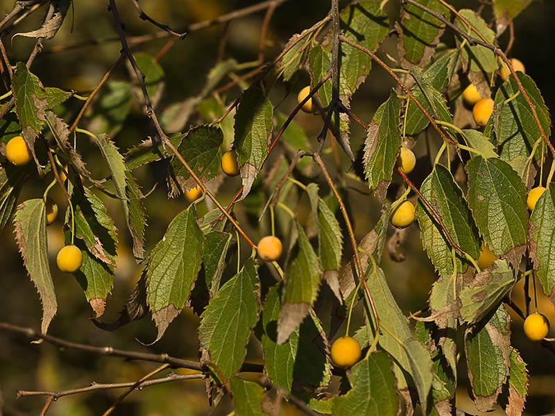 Almez (Celtis australis)