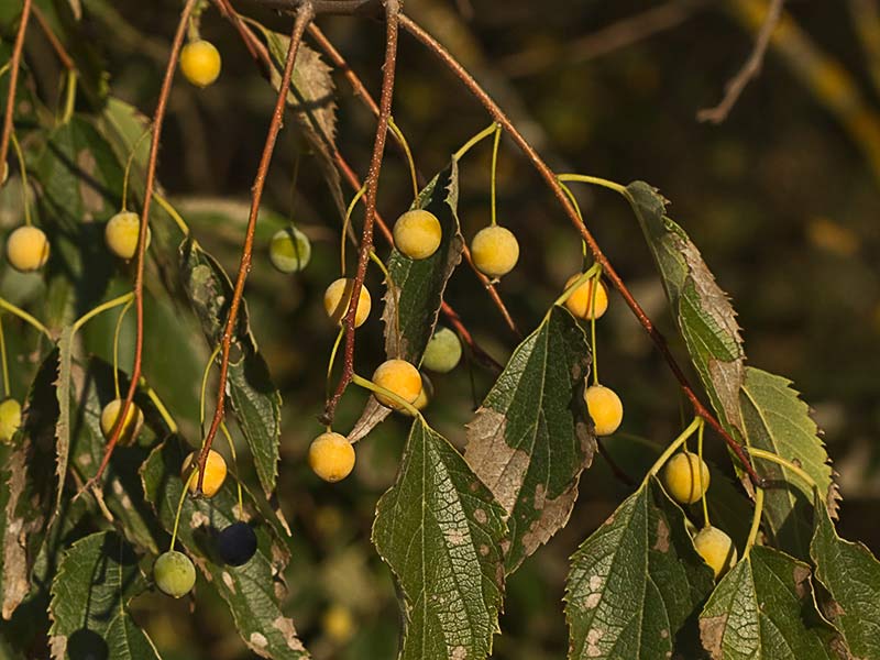 Almez (Celtis australis)