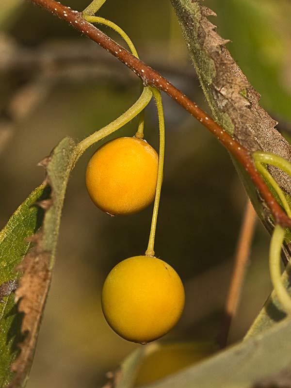 Almez (Celtis australis)