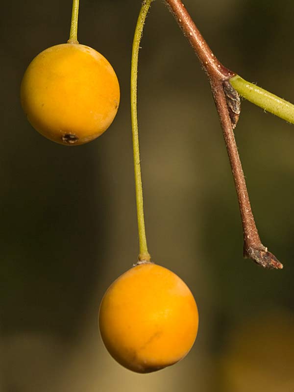 Almez (Celtis australis)