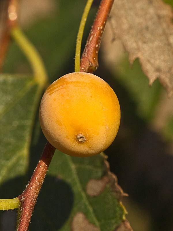 Almez (Celtis australis)