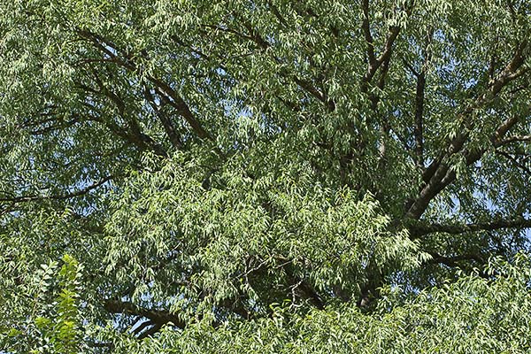 Almez (Celtis australis)
