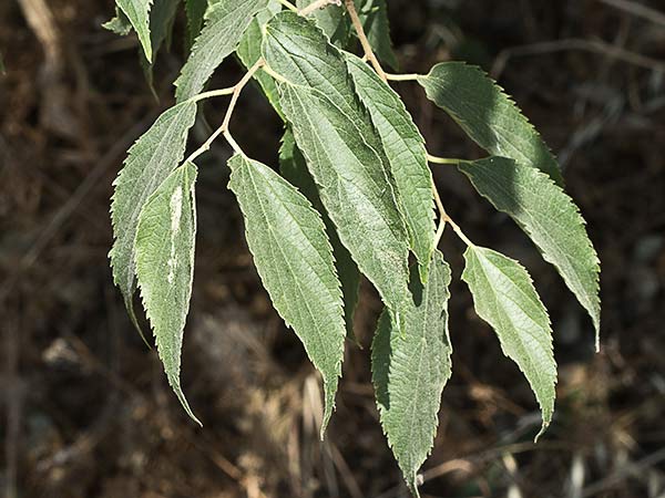 Almez (Celtis australis)