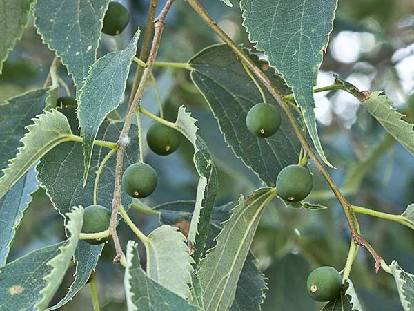 Almez (Celtis australis)