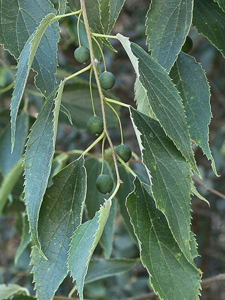 Almez (Celtis australis)