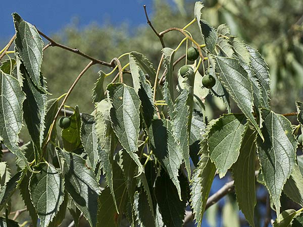 Almez (Celtis australis)