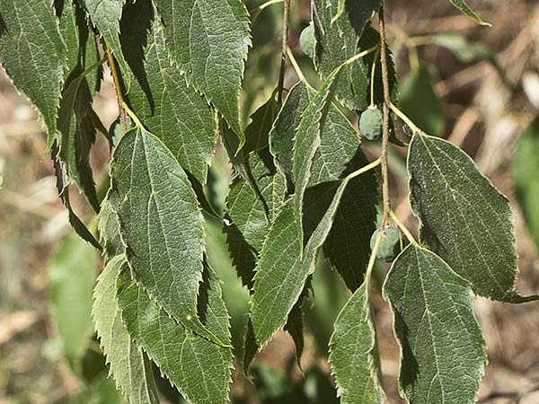 Almez (Celtis australis)
