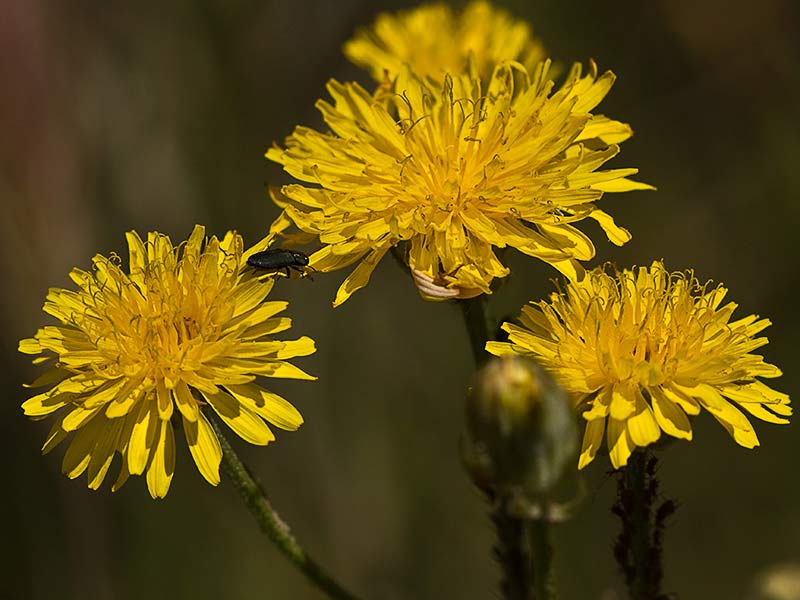 Almirón (Crepis capillaris)