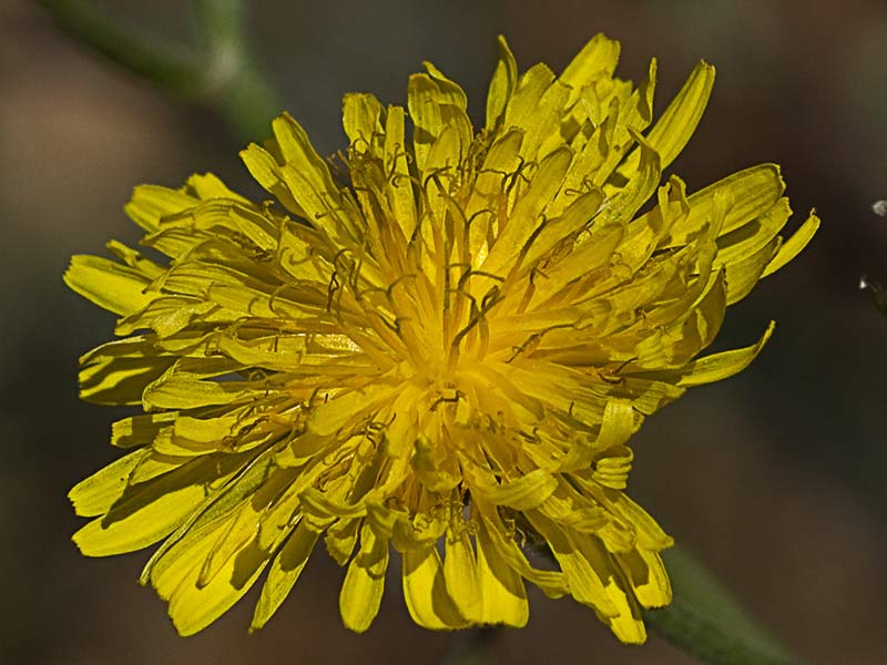 Almirón (Crepis capillaris)