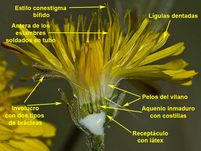 Almirón (Crepis capillaris), detalle de un capítulo seccionado