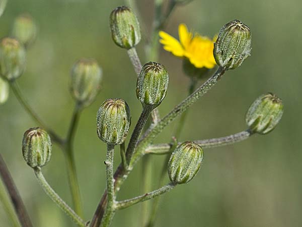 Almirón (Crepis capillaris)