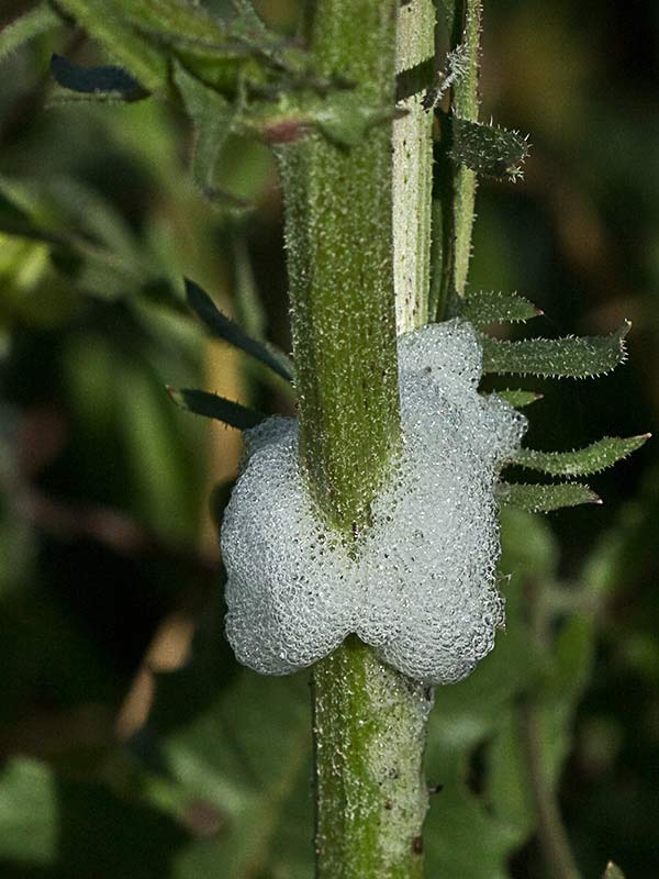 Almirón (Crepis capillaris)