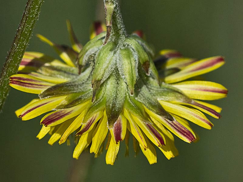 Almirón (Crepis capillaris)